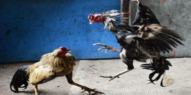 Cách chọn gà đá hay – bí kíp vàng cho anh em cổng game